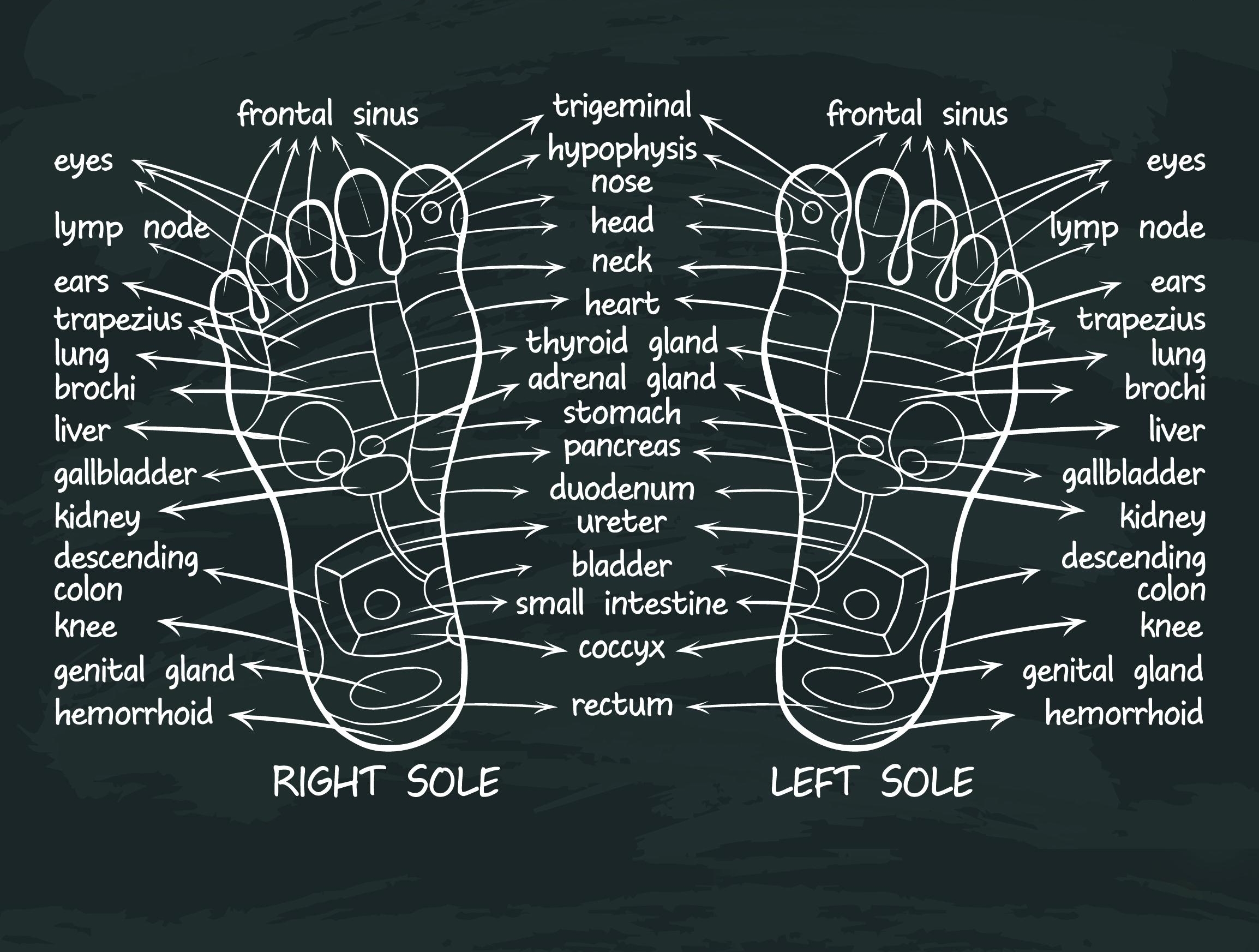Foot+Reflexology+Chart